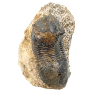 Fossile trilobite paralejurus